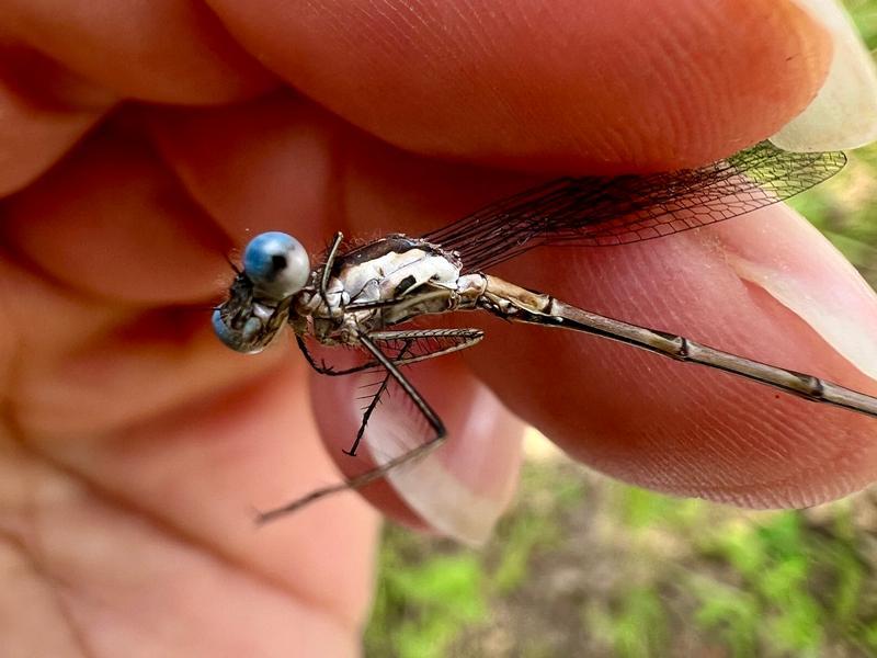 Photo of Spotted Spreadwing