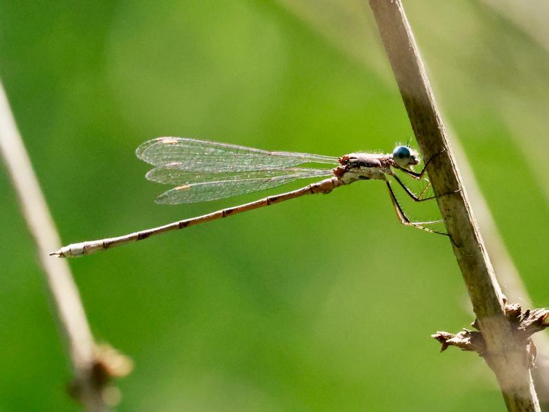Photo of Spotted Spreadwing