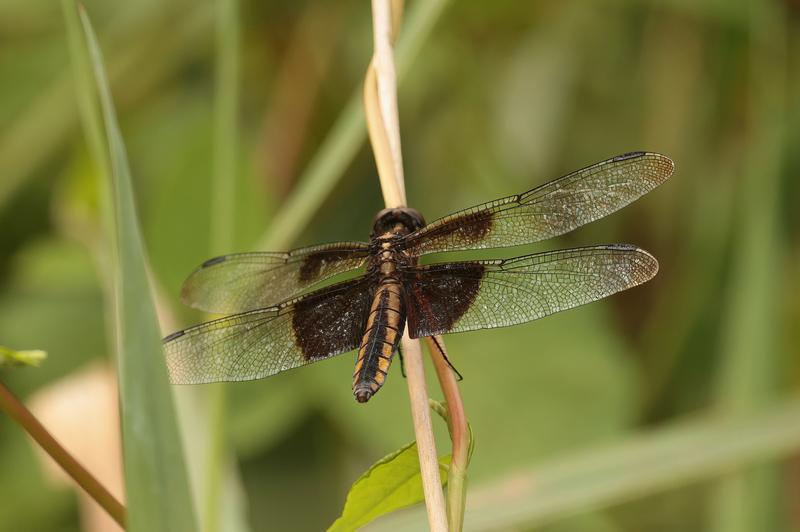 Photo of Widow Skimmer