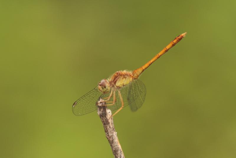 Photo of Autumn Meadowhawk