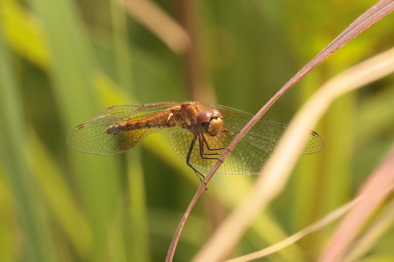 Photo of Band-winged Meadowhawk