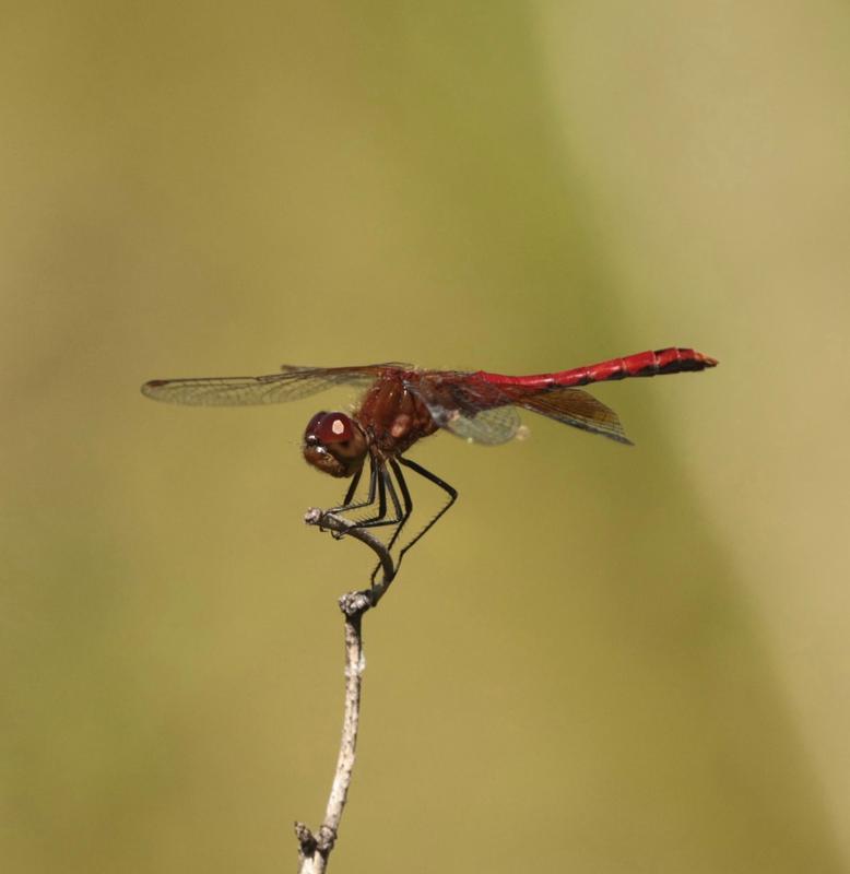 Photo of Band-winged Meadowhawk