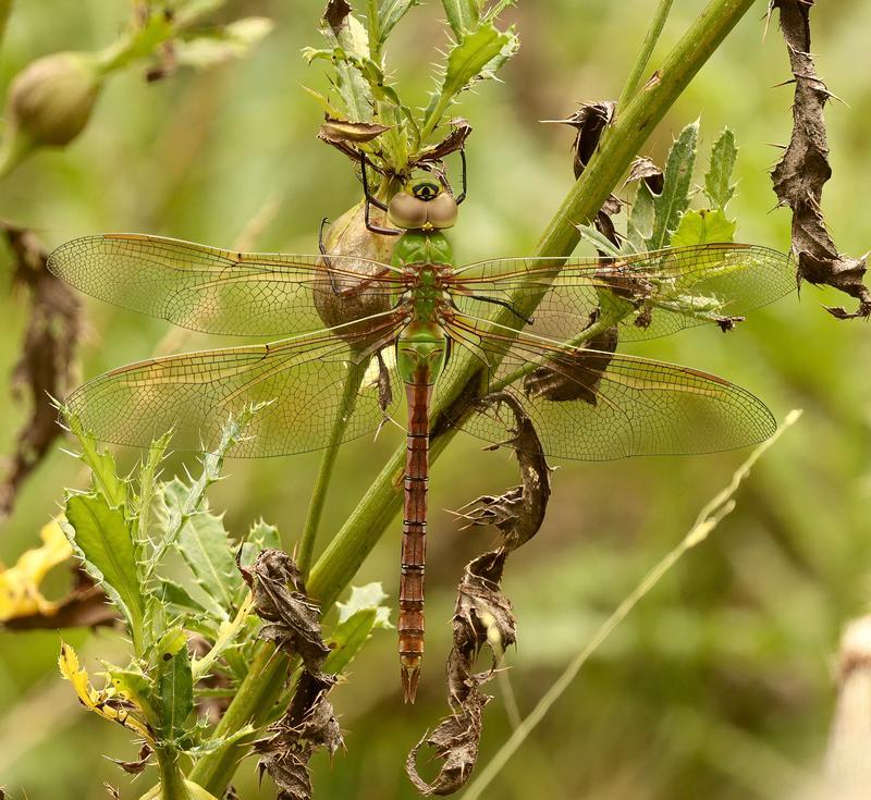 Photo of Common Green Darner