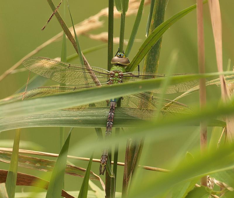 Photo of Common Green Darner