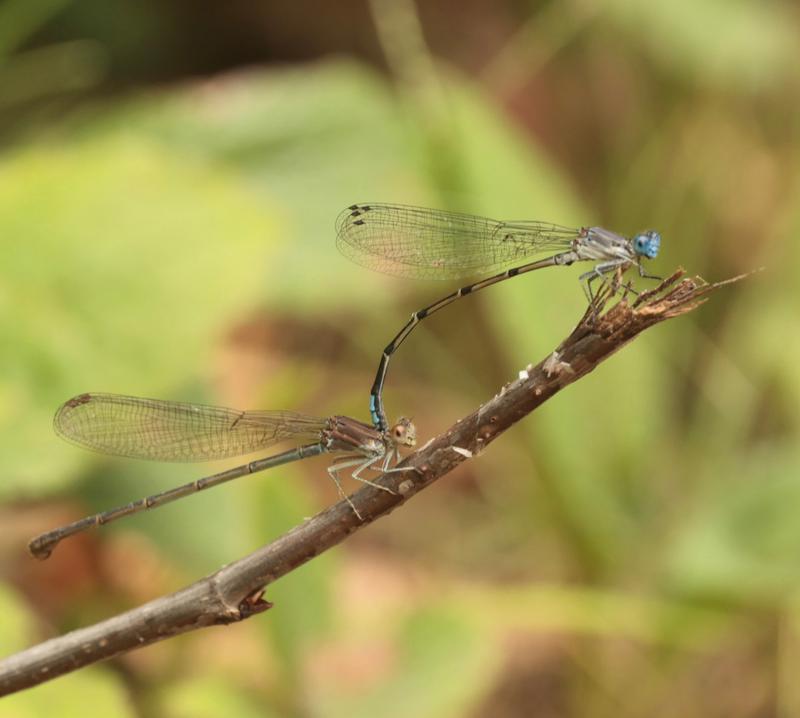 Photo of Blue-fronted Dancer