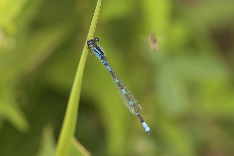 Photo of Tule Bluet