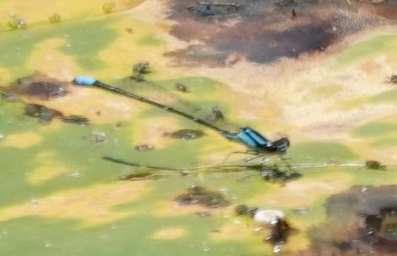 Photo of Skimming Bluet