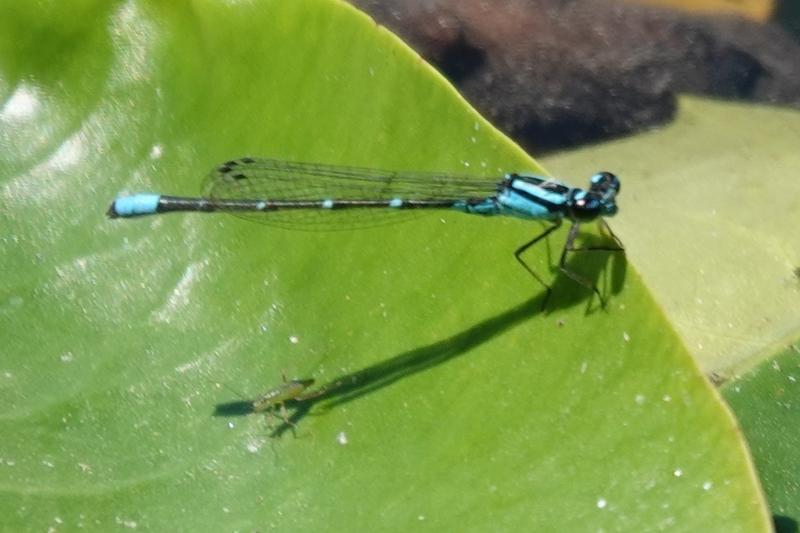 Photo of Skimming Bluet