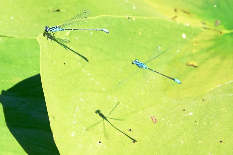 Photo of Skimming Bluet