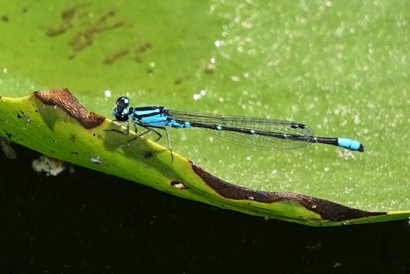 Photo of Skimming Bluet