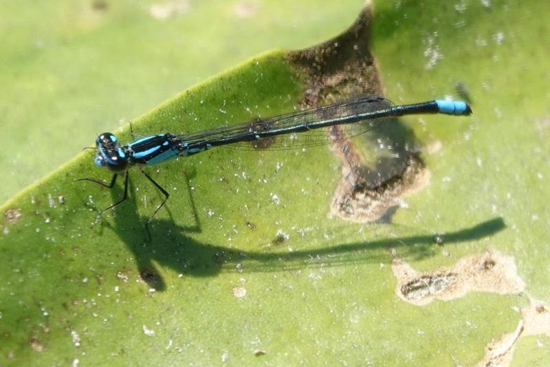 Photo of Skimming Bluet