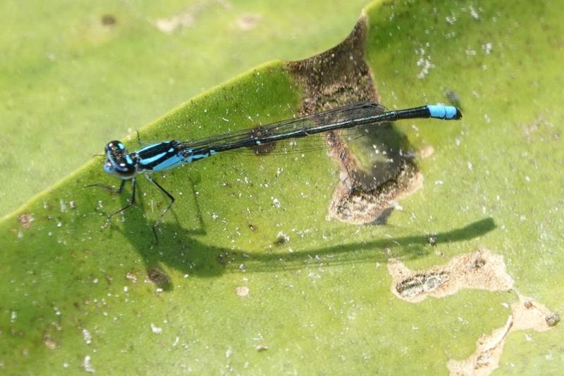 Photo of Skimming Bluet
