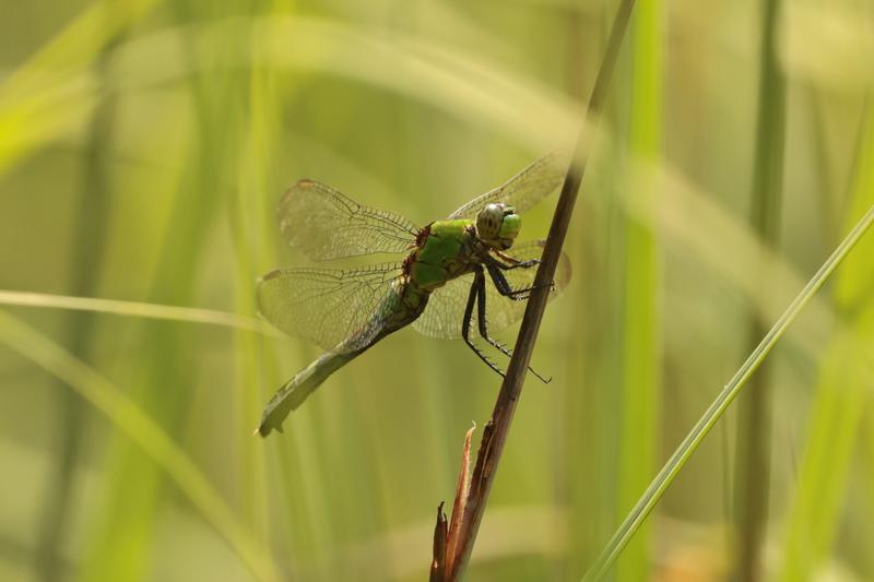 Photo of Eastern Pondhawk