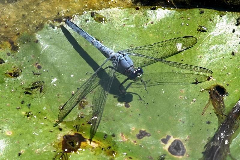 Photo of Eastern Pondhawk