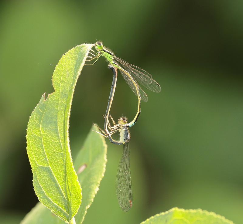Photo of Eastern Forktail