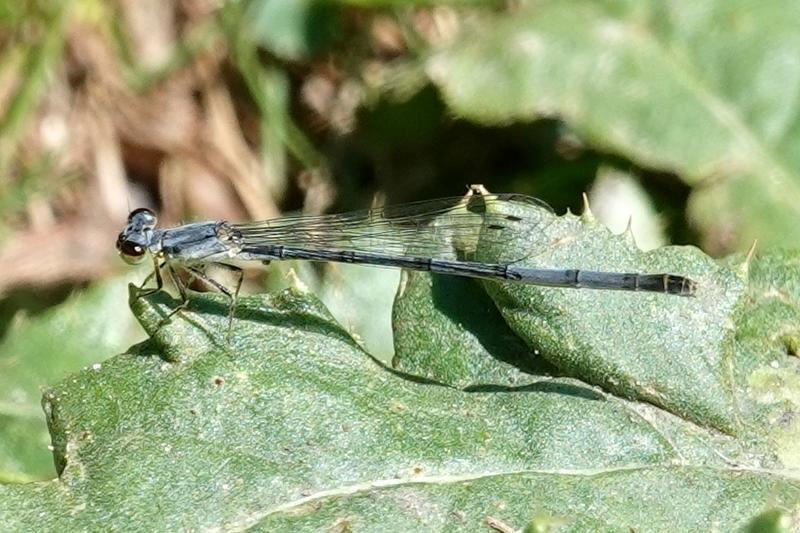 Photo of Eastern Forktail