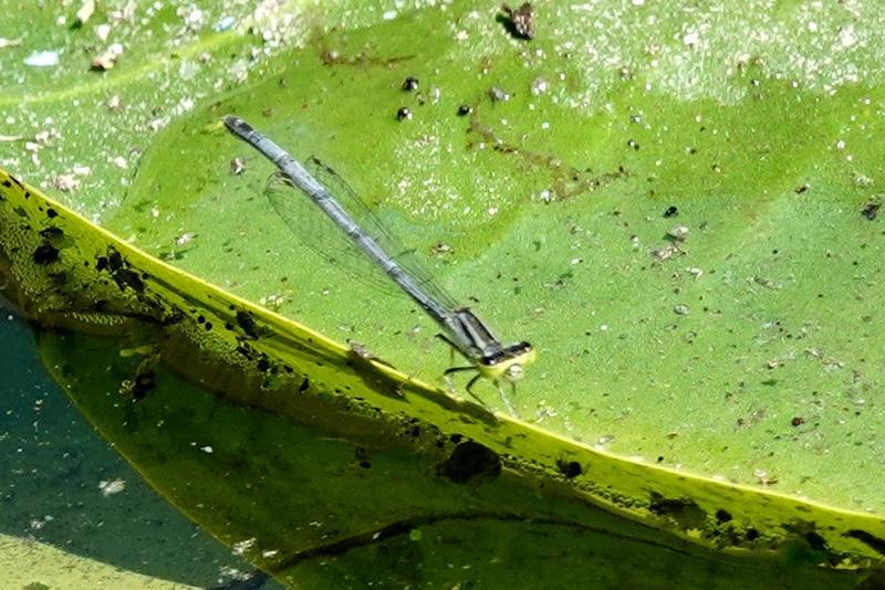 Photo of Eastern Forktail