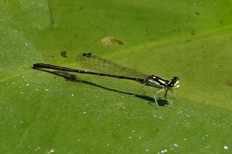 Photo of Fragile Forktail