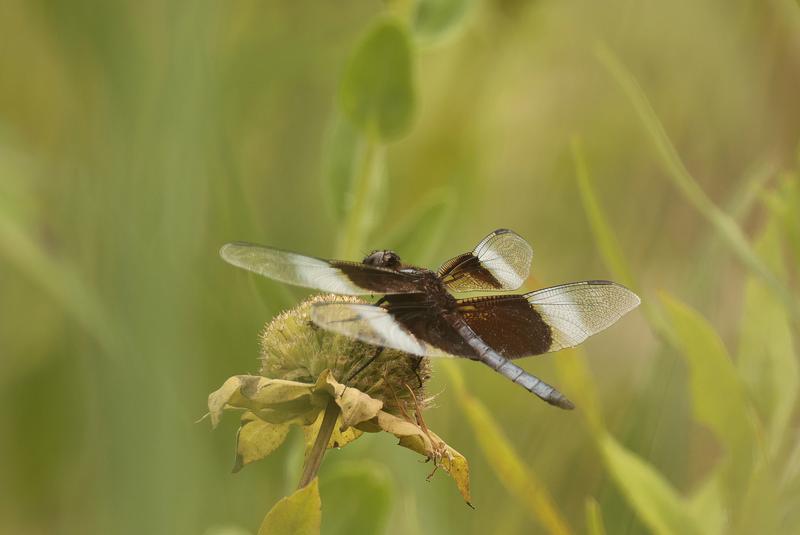 Photo of Widow Skimmer