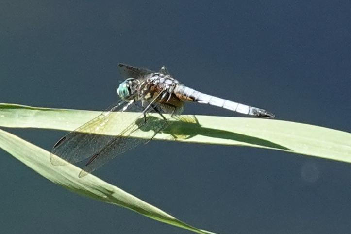 Photo of Blue Dasher