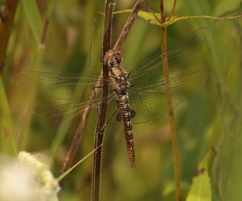 Photo of Spot-winged Glider