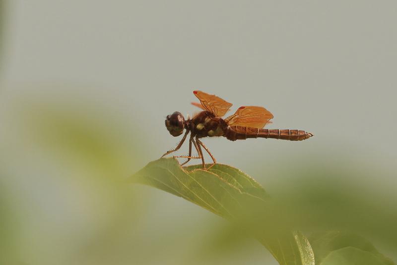 Photo of Eastern Amberwing