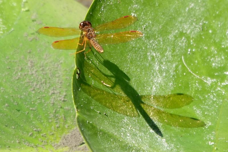 Photo of Eastern Amberwing