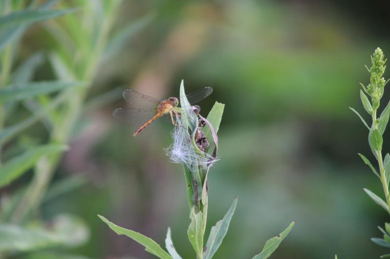 Photo of Autumn Meadowhawk