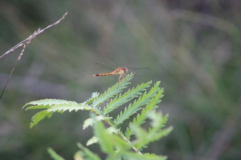 Photo of Autumn Meadowhawk
