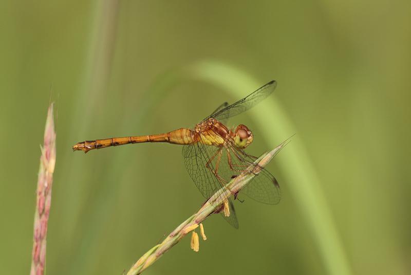 Photo of Autumn Meadowhawk