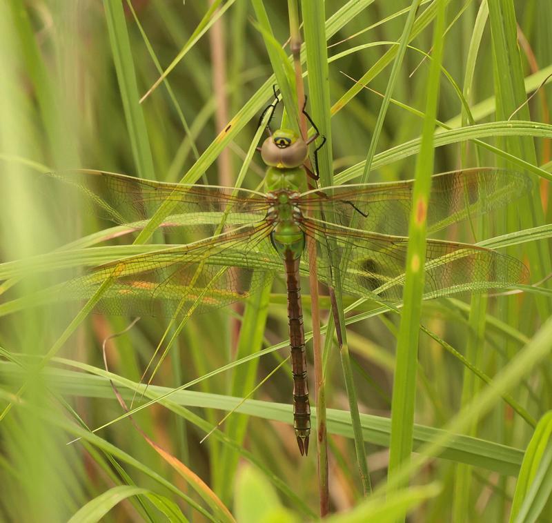 Photo of Common Green Darner
