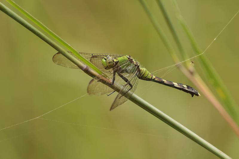 Photo of Eastern Pondhawk