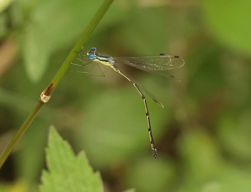 Photo of Slender Spreadwing