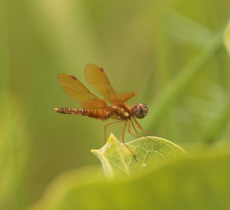 Photo of Eastern Amberwing