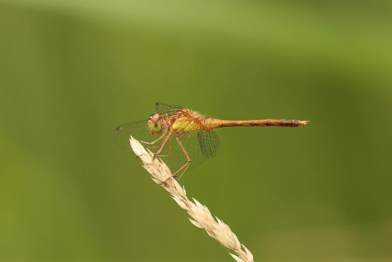Photo of Autumn Meadowhawk