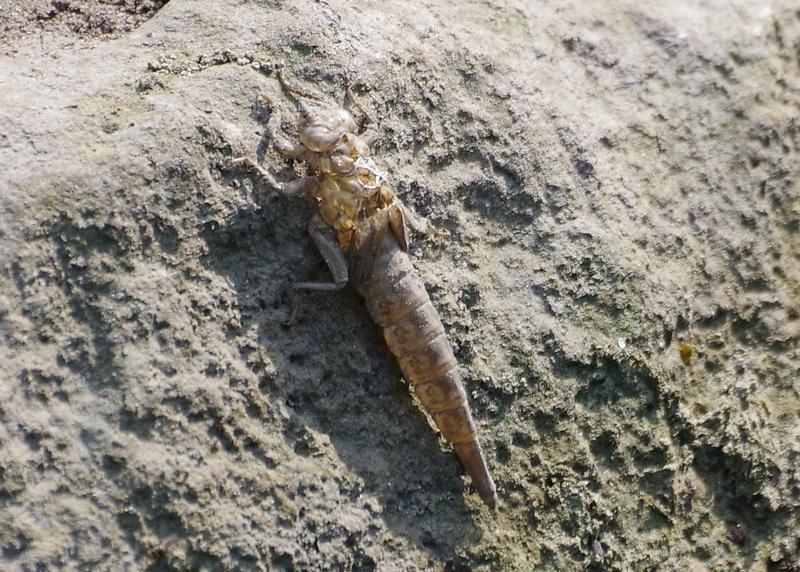 Photo of Arrow Clubtail