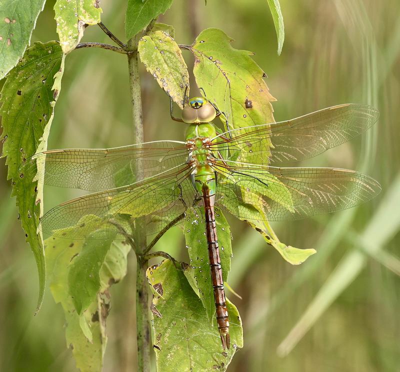 Photo of Common Green Darner