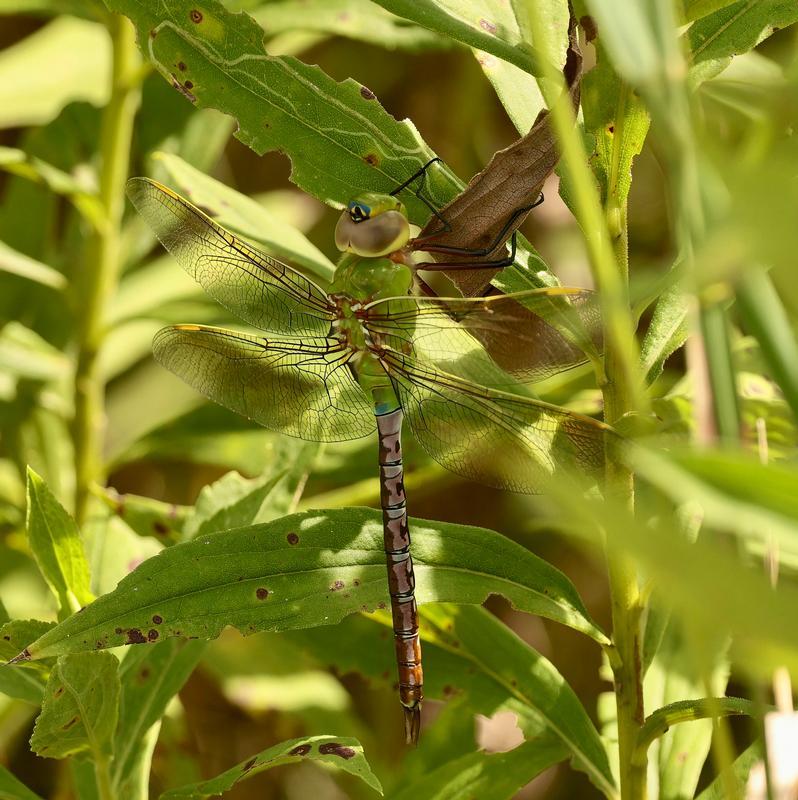 Photo of Common Green Darner