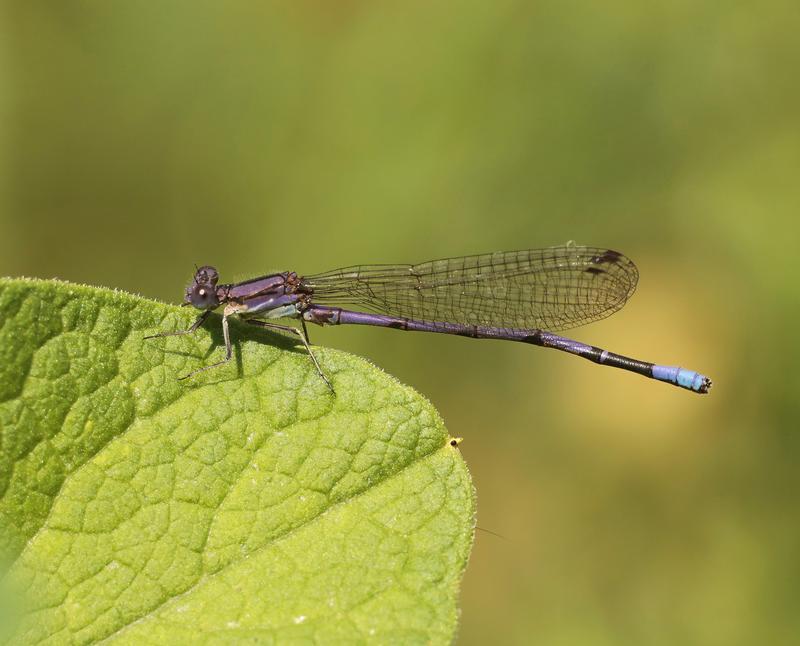 Photo of Variable Dancer (Violet Dancer ssp.)