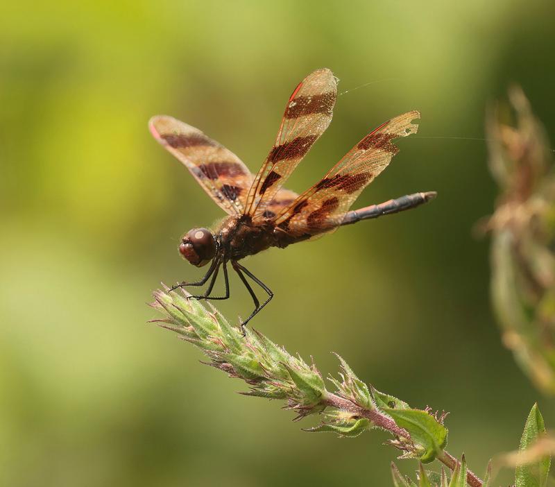 Photo of Halloween Pennant