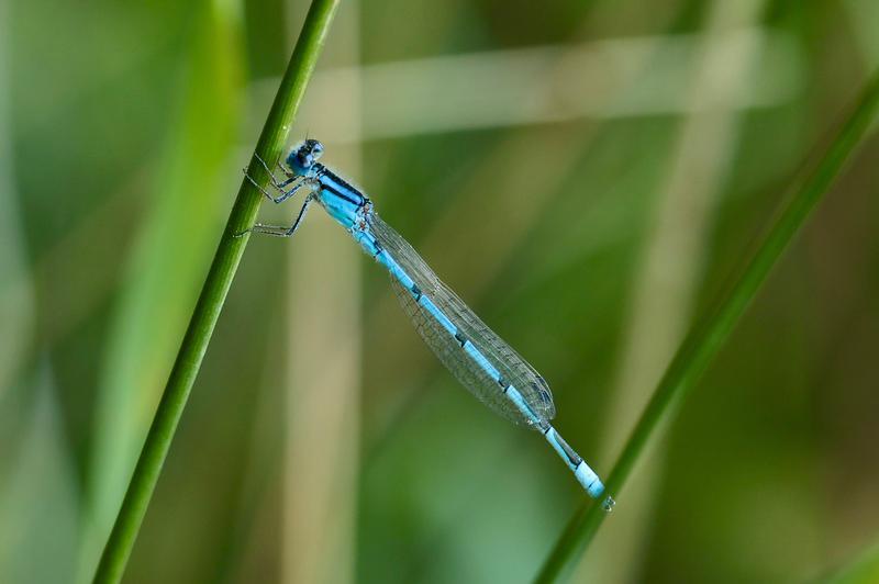 Photo of Familiar Bluet
