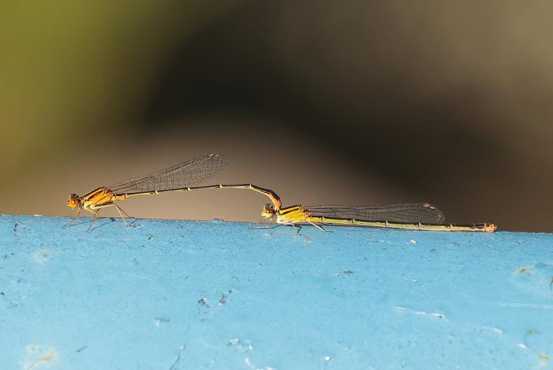 Photo of Orange Bluet