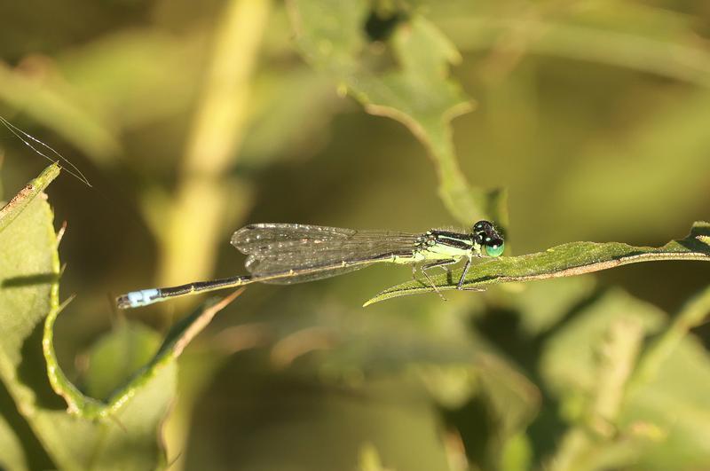 Photo of Eastern Forktail