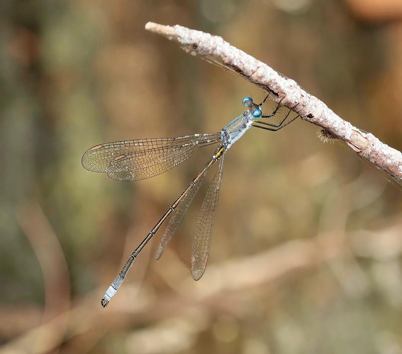 Photo of Swamp Spreadwing