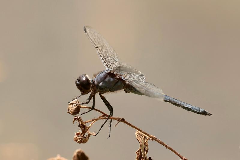 Photo of Slaty Skimmer