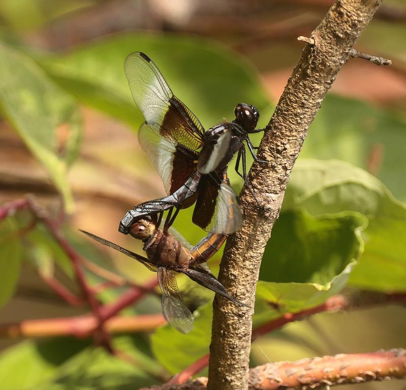 Photo of Widow Skimmer