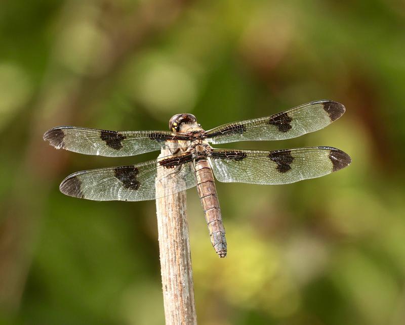 Photo of Twelve-spotted Skimmer
