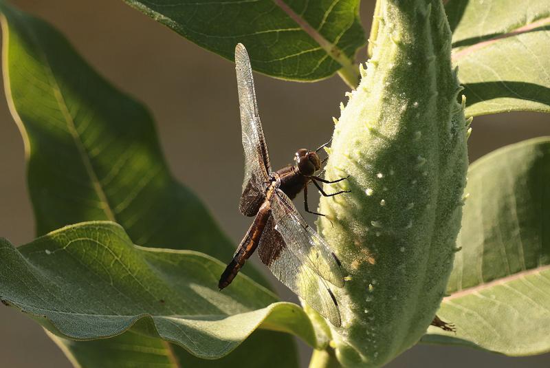 Photo of Widow Skimmer