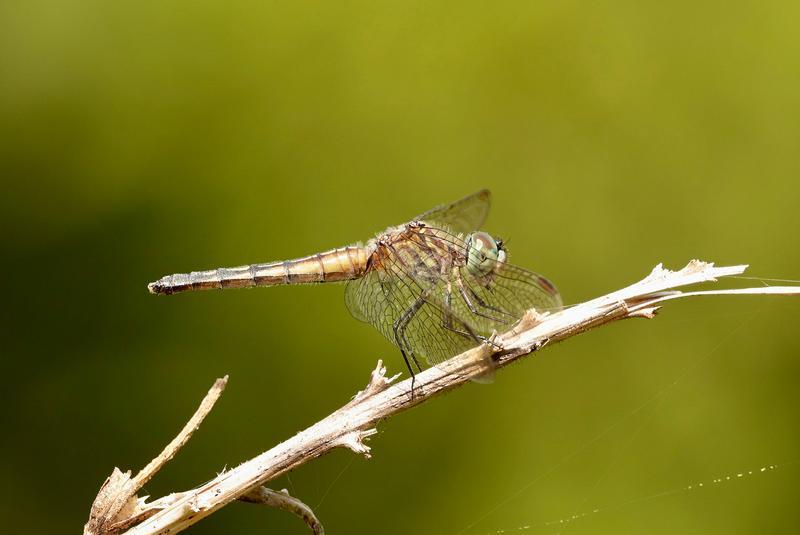 Photo of Blue Dasher