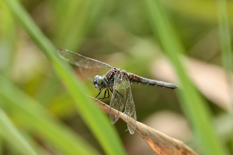 Photo of Blue Dasher
